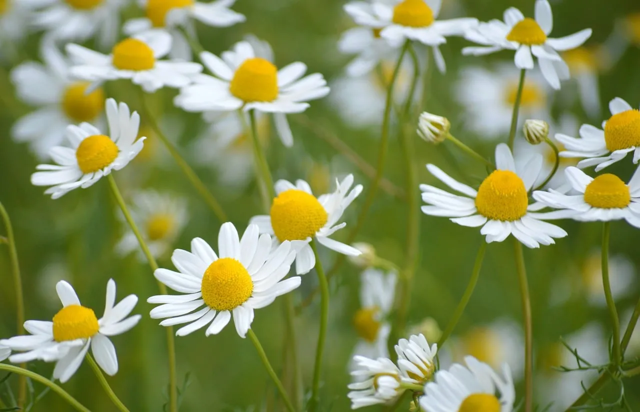 Charming Chamomile: Serene White Petals in Bloom