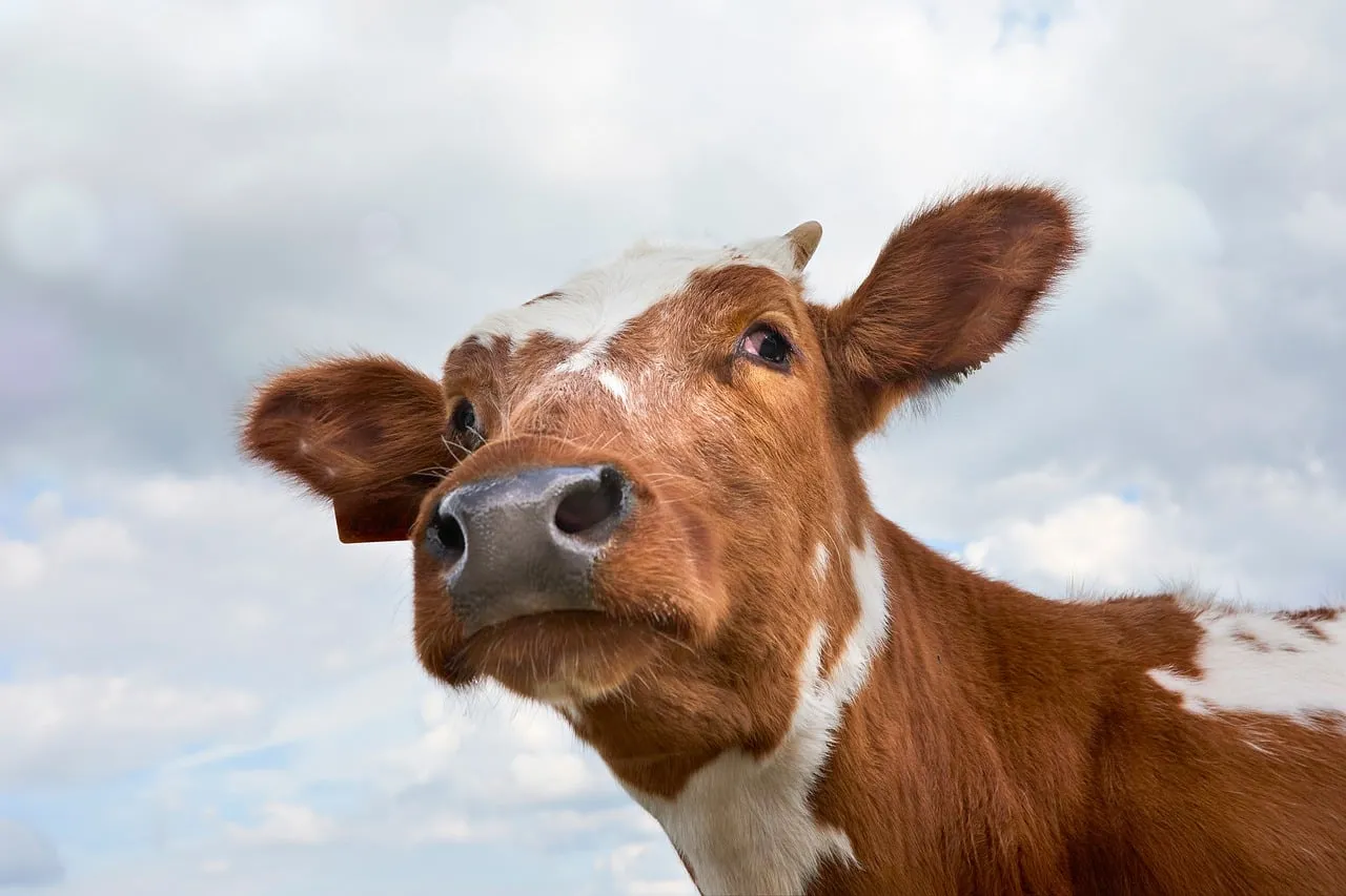 Curious Calf: A Close-Up Portrait of Young Cattle