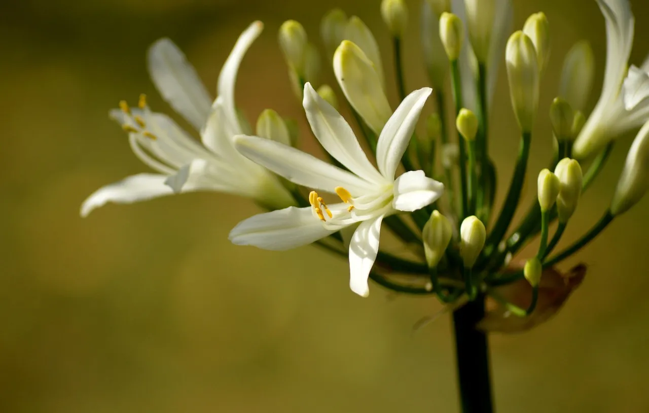 Stunning White African Lilies: Nature's Elegance in Bloom