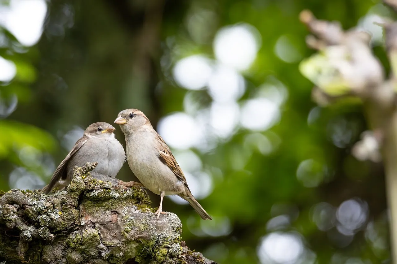 Charming Sparrows: A Delightful Pair in Nature's Embrace