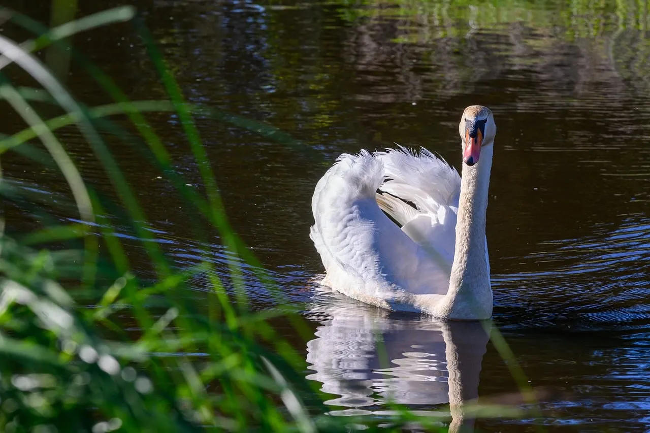 Majestic Swan Gliding: Serene Nature's Reflection