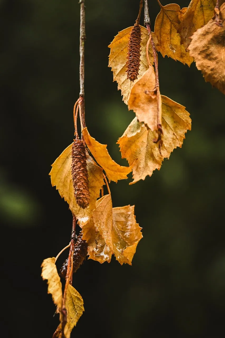 Vibrant Autumn Hues: Birch Leaves and Catkins in Forest