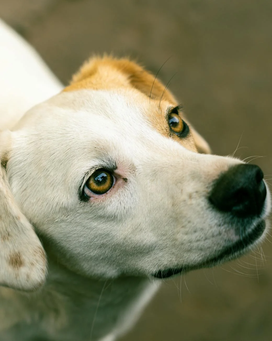 Captivating Canine Gaze: Expressive Dog Eyes Up Close