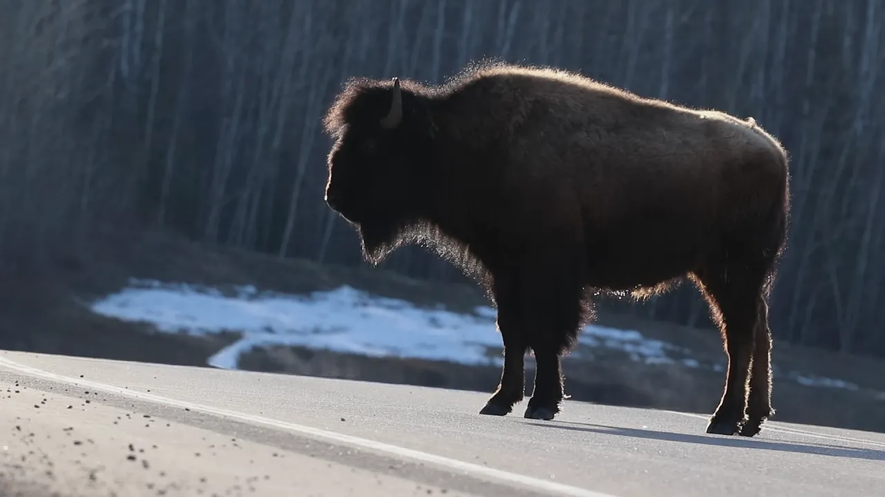 Majestic Bison Silhouetted at Golden Hour