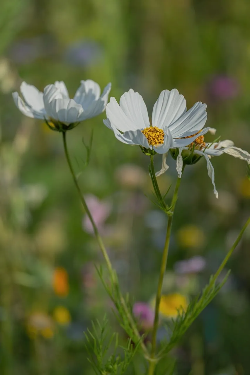Stunning White Cosmos: Serene Floral Background Beauty