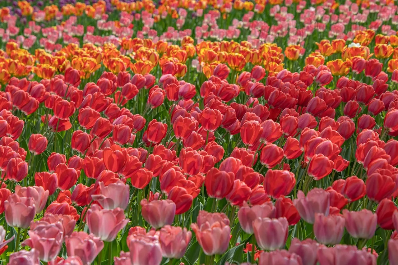 Vibrant Spring Spectacle: A Dazzling Field of Colorful Tulips