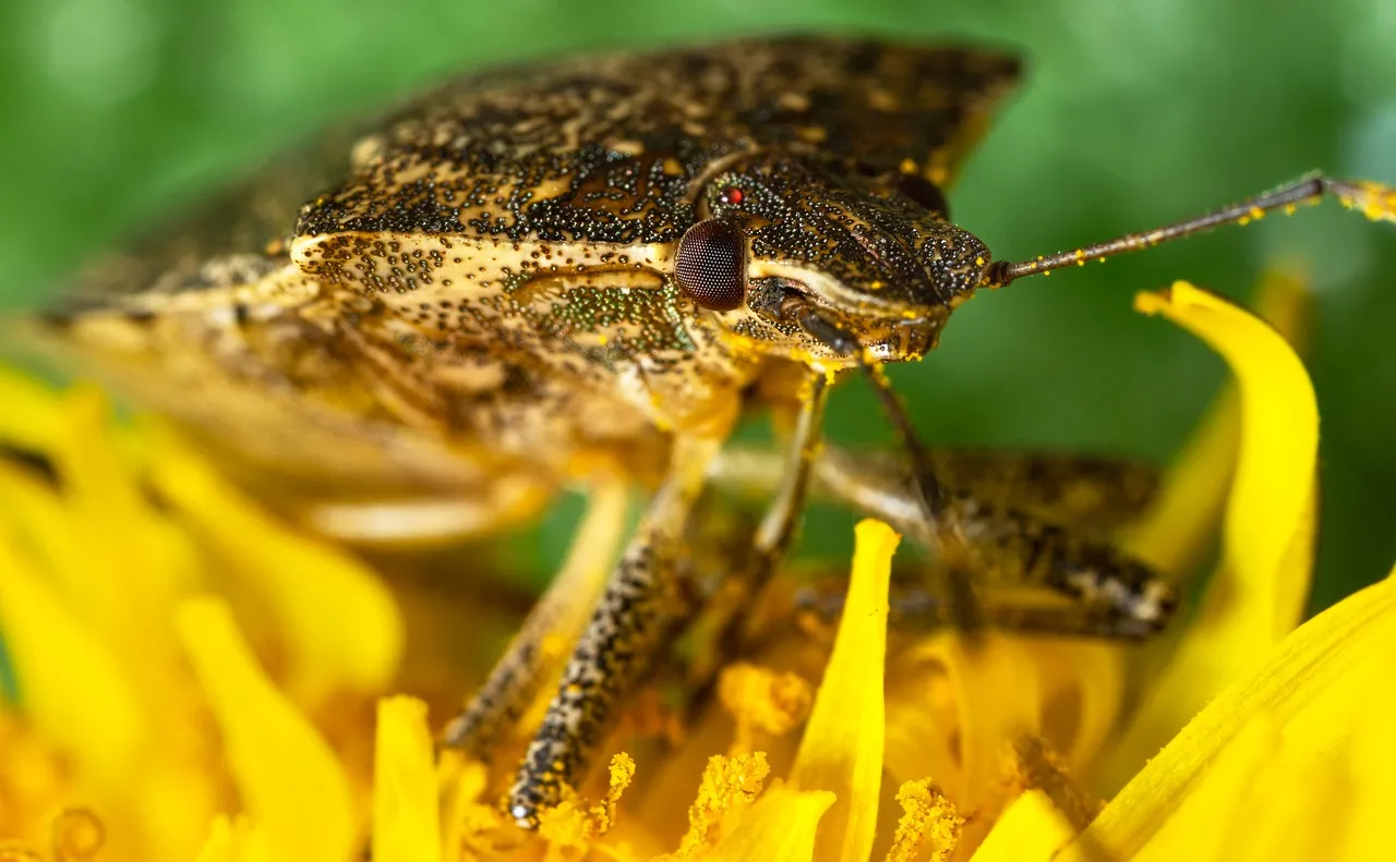 Intricate Macro: Stink Bug on Sunflower Petals