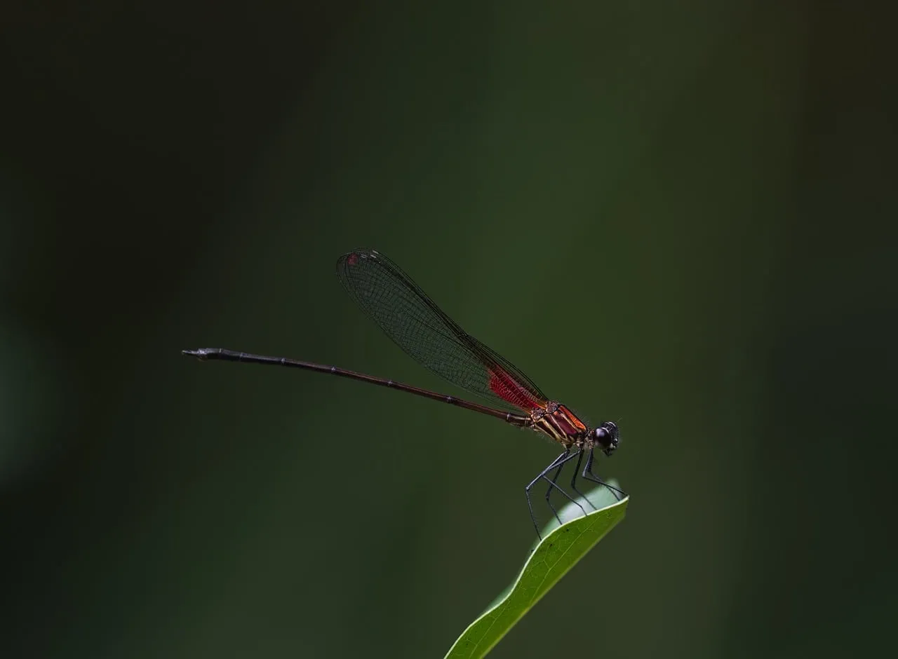 Stunning Macro: Delicate Dragonfly Perched on a Leaf