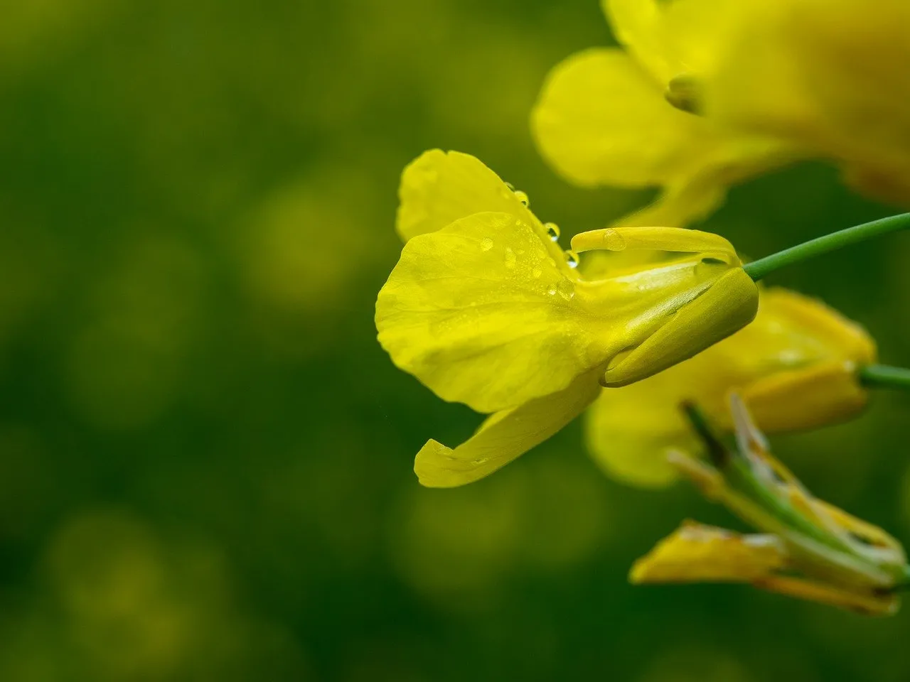 Vibrant Yellow Rapeseed Blossom with Morning Dew Drops