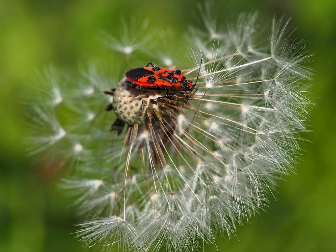 Vibrant Firebug Rests on Dandelion: A Macro Spring Portrait