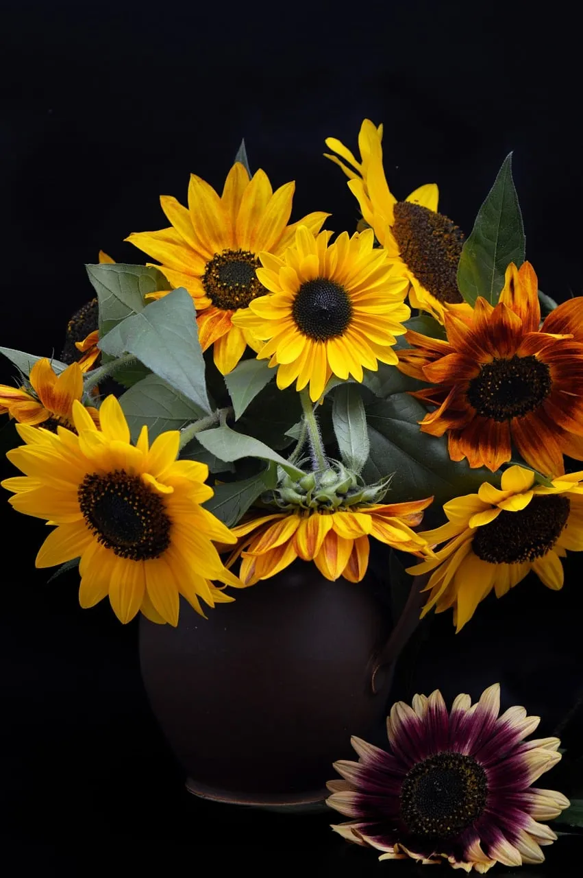 Vibrant Autumn Sunflower Bouquet on Dark Background
