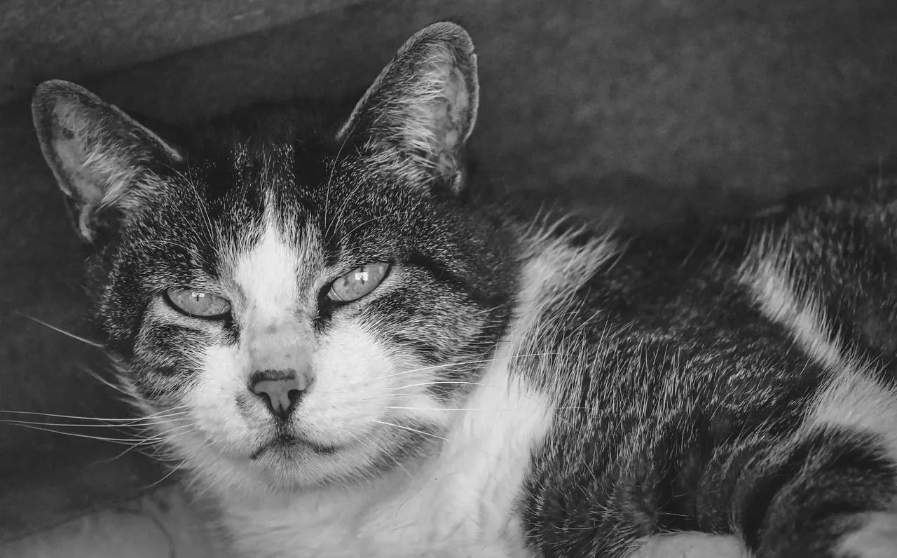 Striking Gaze: Black and White Feline Portrait
