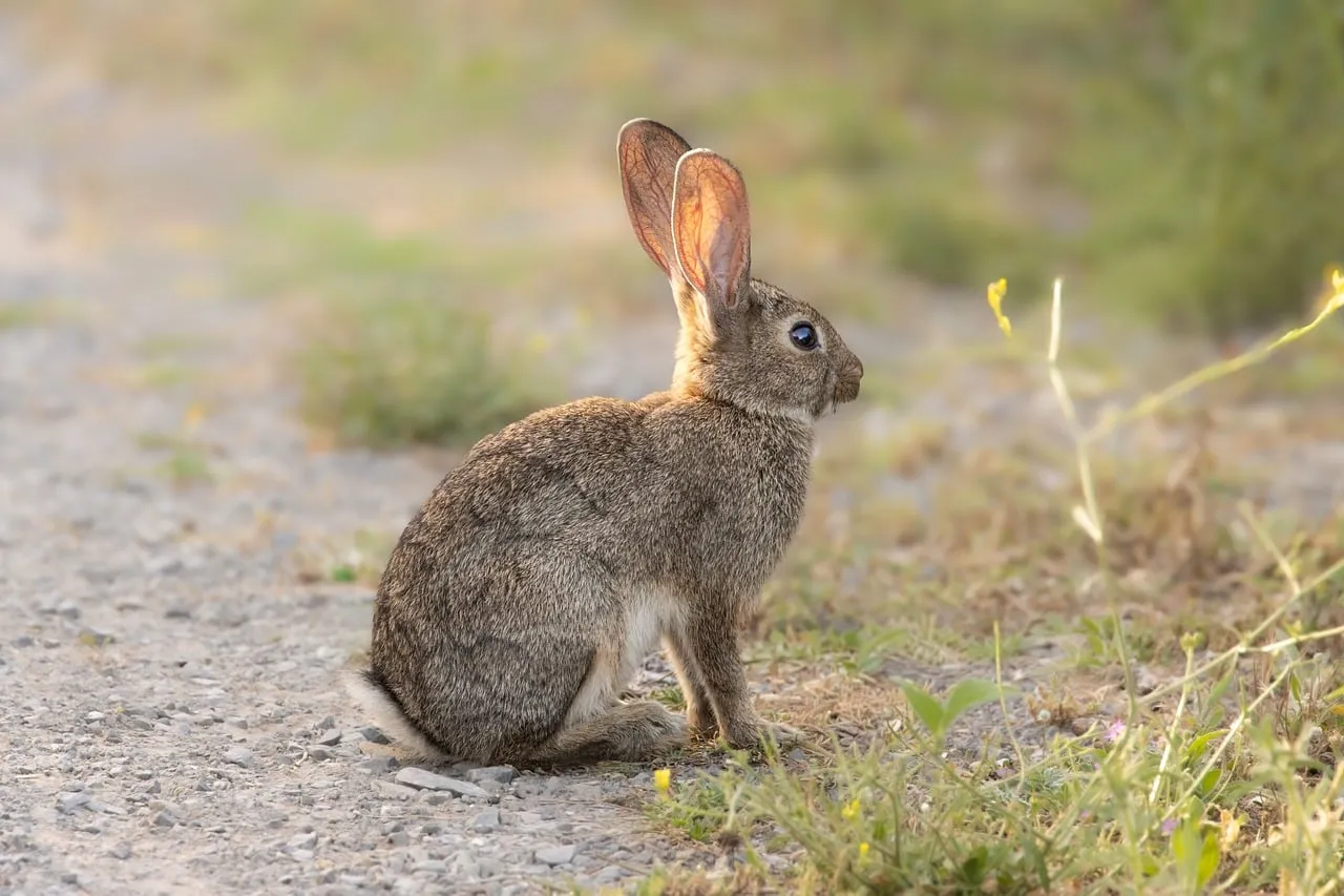 Charming Wild Rabbit Poses on a Serene Woodland Path
