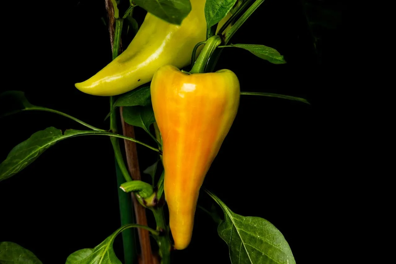 Vibrant Yellow Pepper: A Close-up of Nature's Freshness