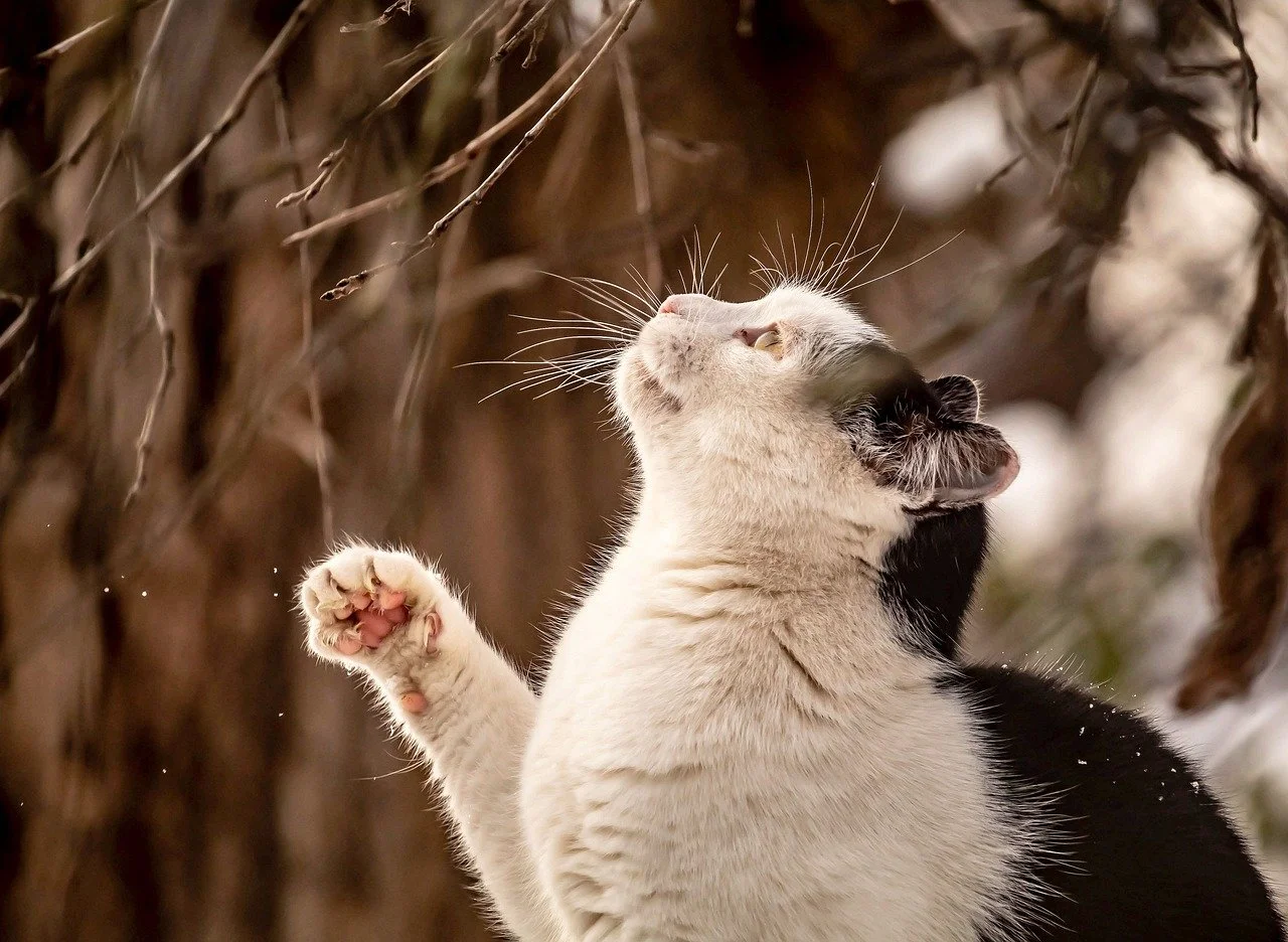 Enchanting Feline: Winter Curiosity Unleashed