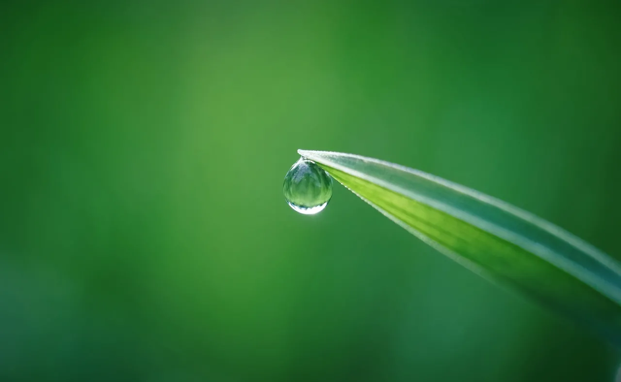 Stunning Macro: Fresh Dewdrop on Grass Blade