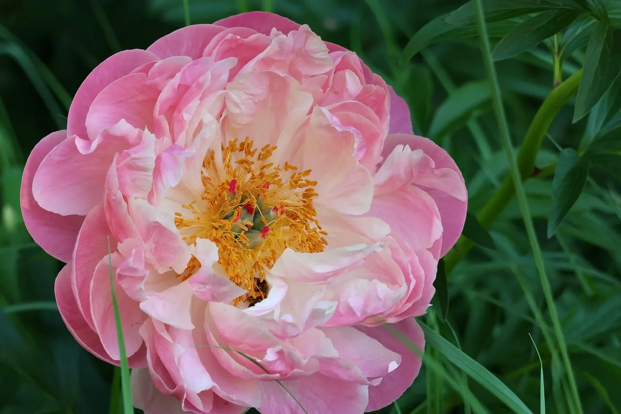 Stunning Pink Peony: A Delicate Spring Bloom