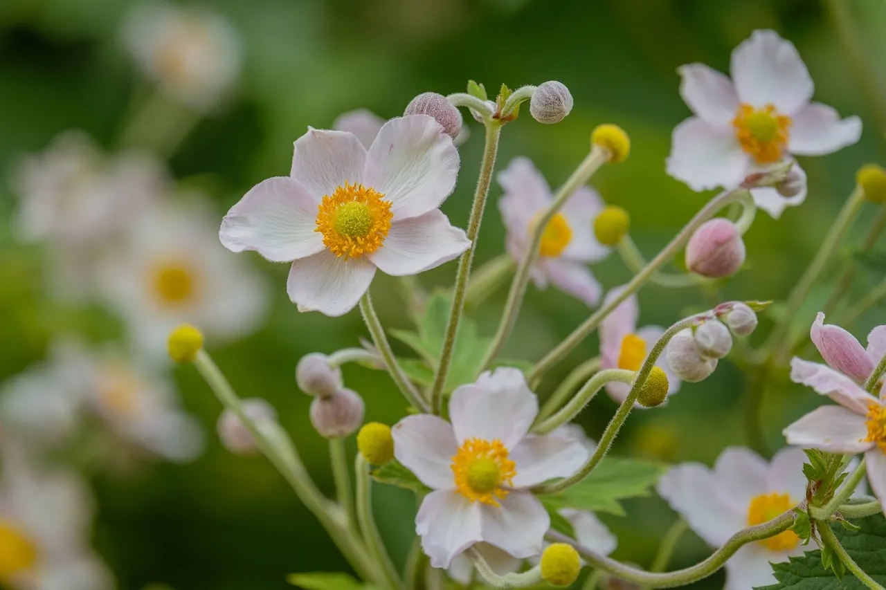 Vibrant Anemone: Nature's Delicate Garden Beauty