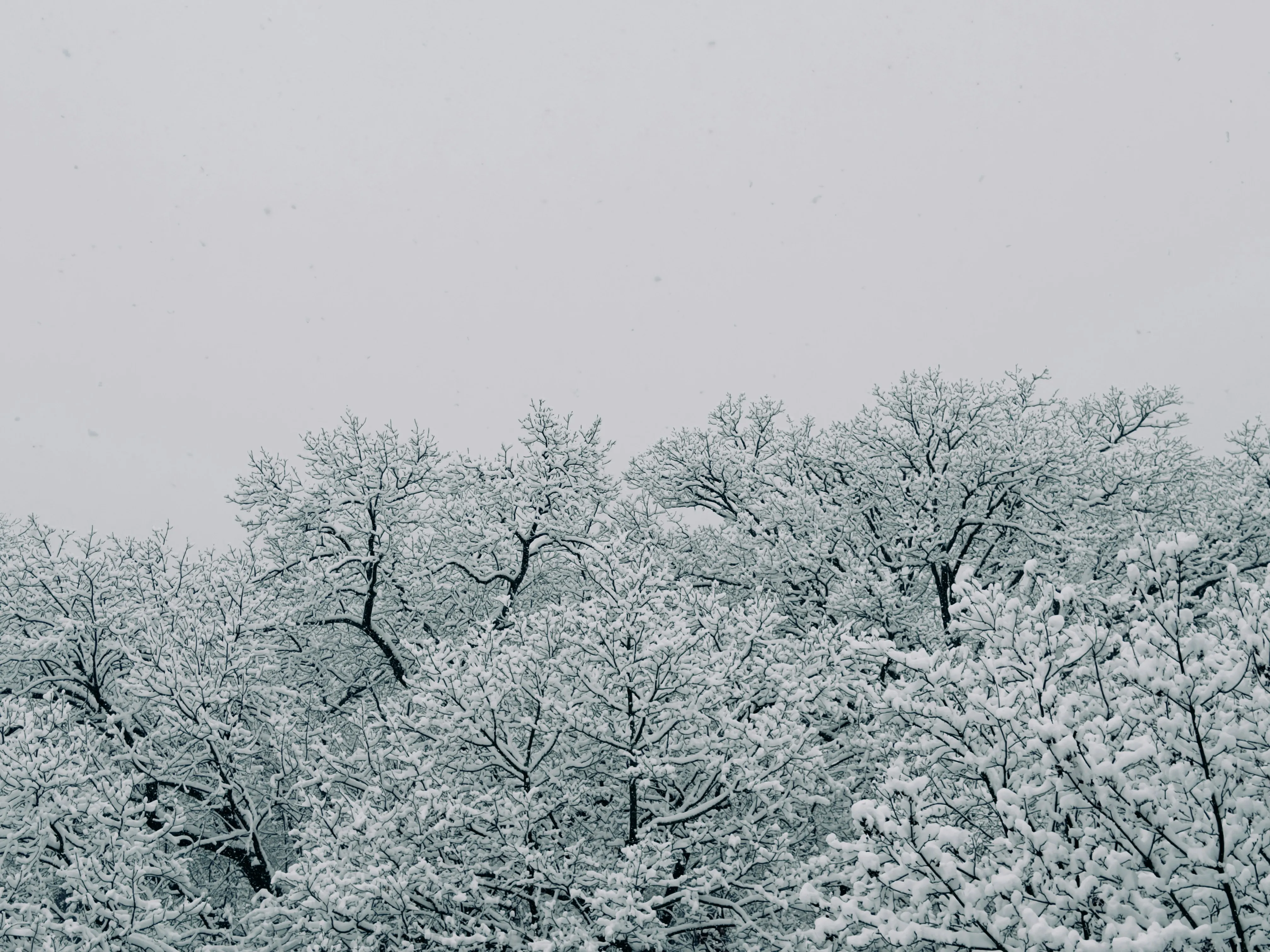 Winter Wonderland: Snow-Kissed Trees Against a Grey Sky