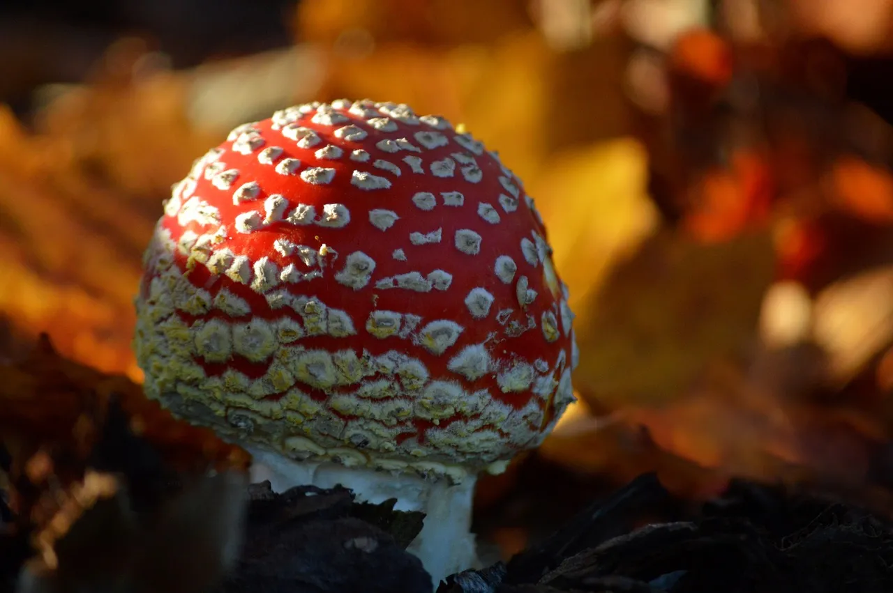 Vibrant Fly Agaric: Autumn's Dotted Red Charm