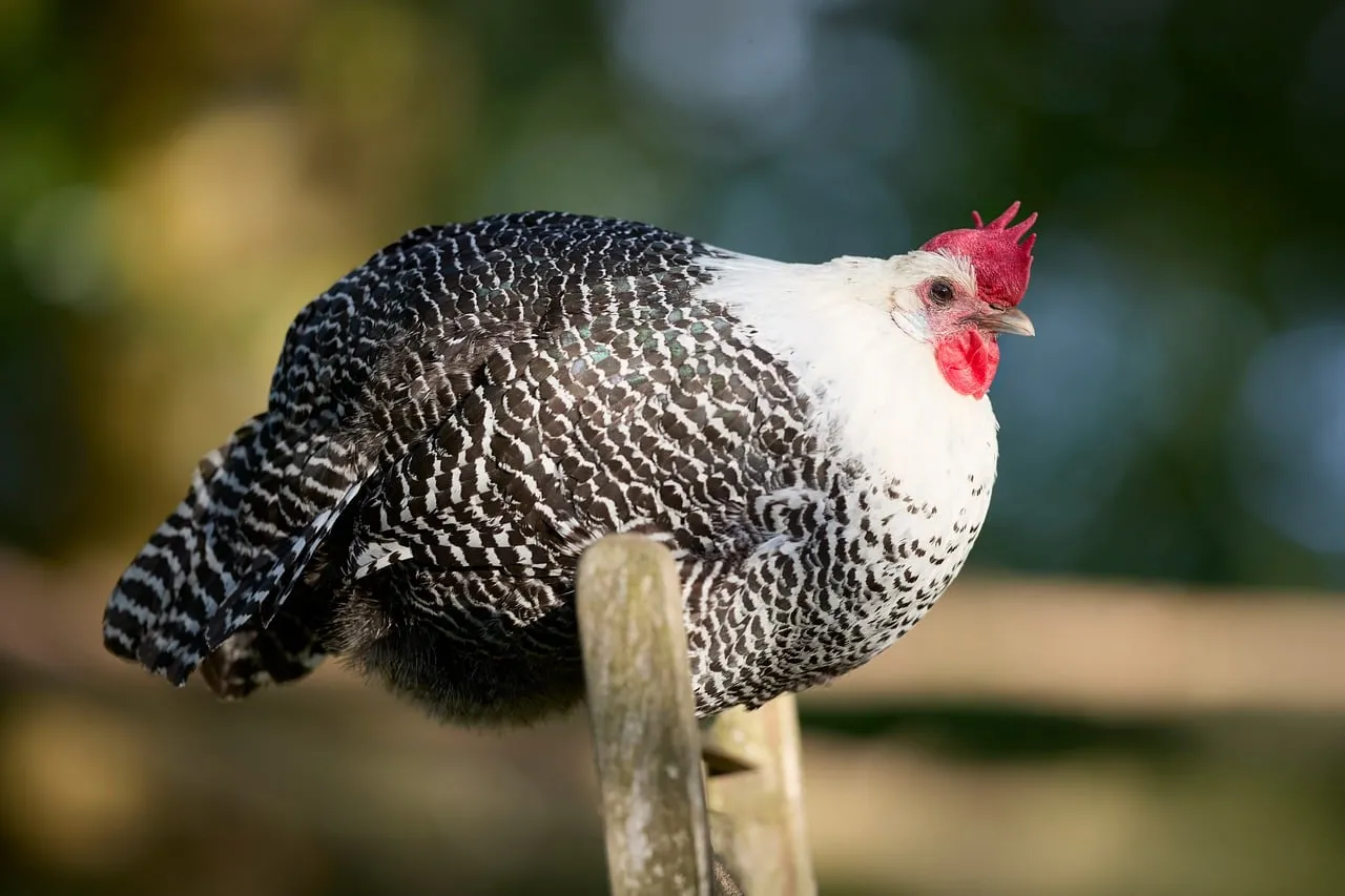 Stunning Braekel Hen: Patterned Plumage in Nature's Embrace
