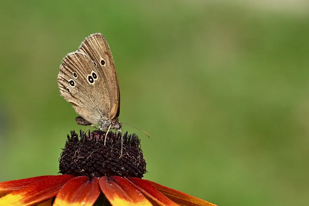 Enchanting Butterfly on Coneflower: A Summer Garden Scene