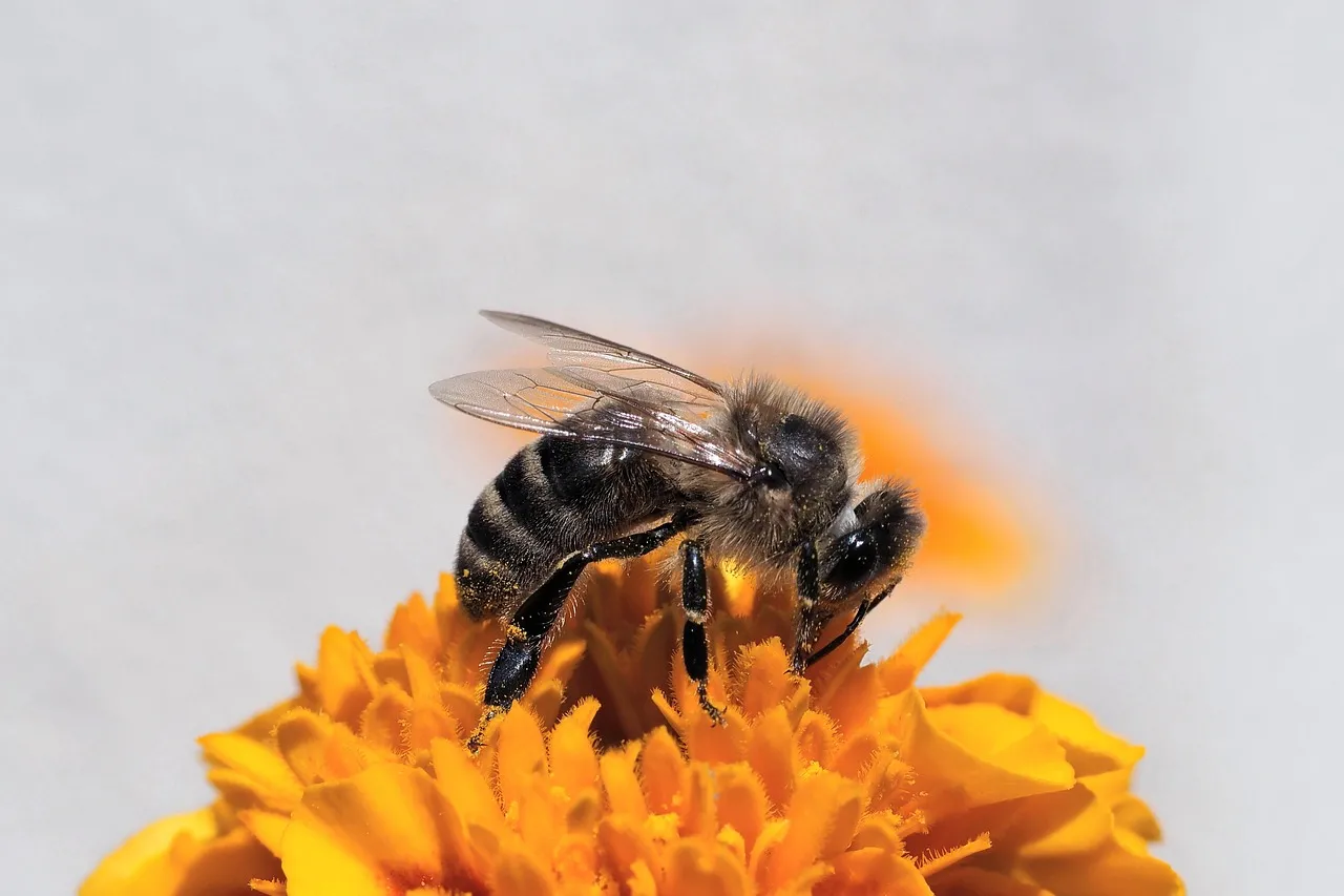 Vibrant Macro: Honey Bee Gathering Nectar on Marigold