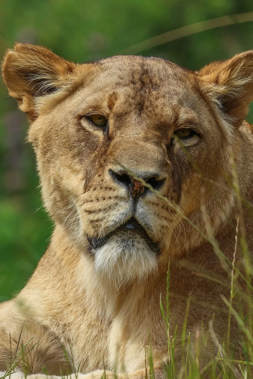 Majestic Lioness: Queen of the African Savanna