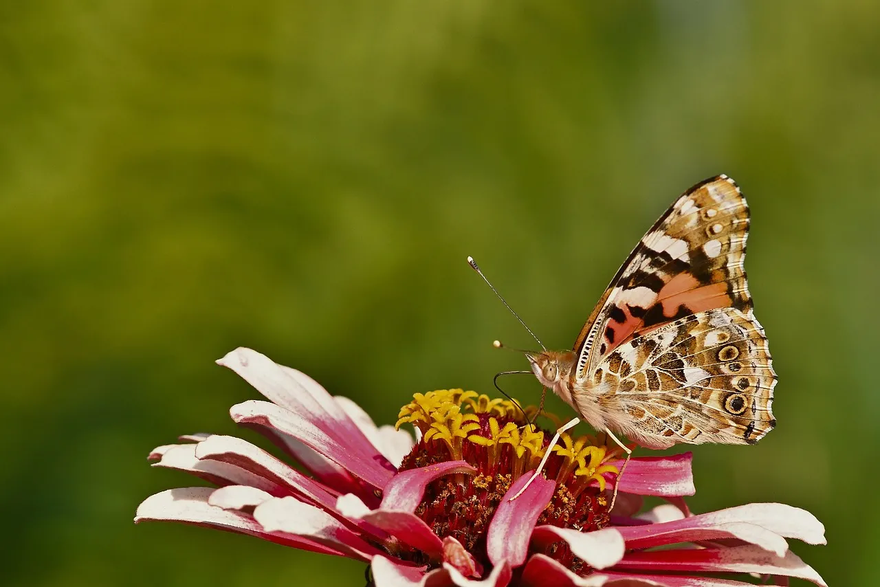 Vibrant Zinnia Blossom with a Painted Lady Butterfly