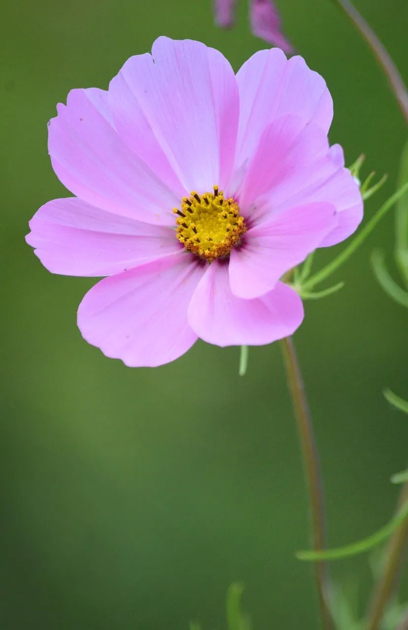 Vibrant Pink Cosmos Bloom in Lush Garden