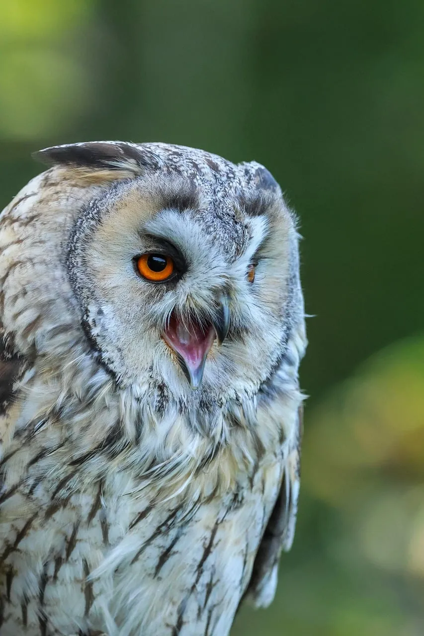 Captivating Long-Eared Owl: A Fierce Forest Hunter