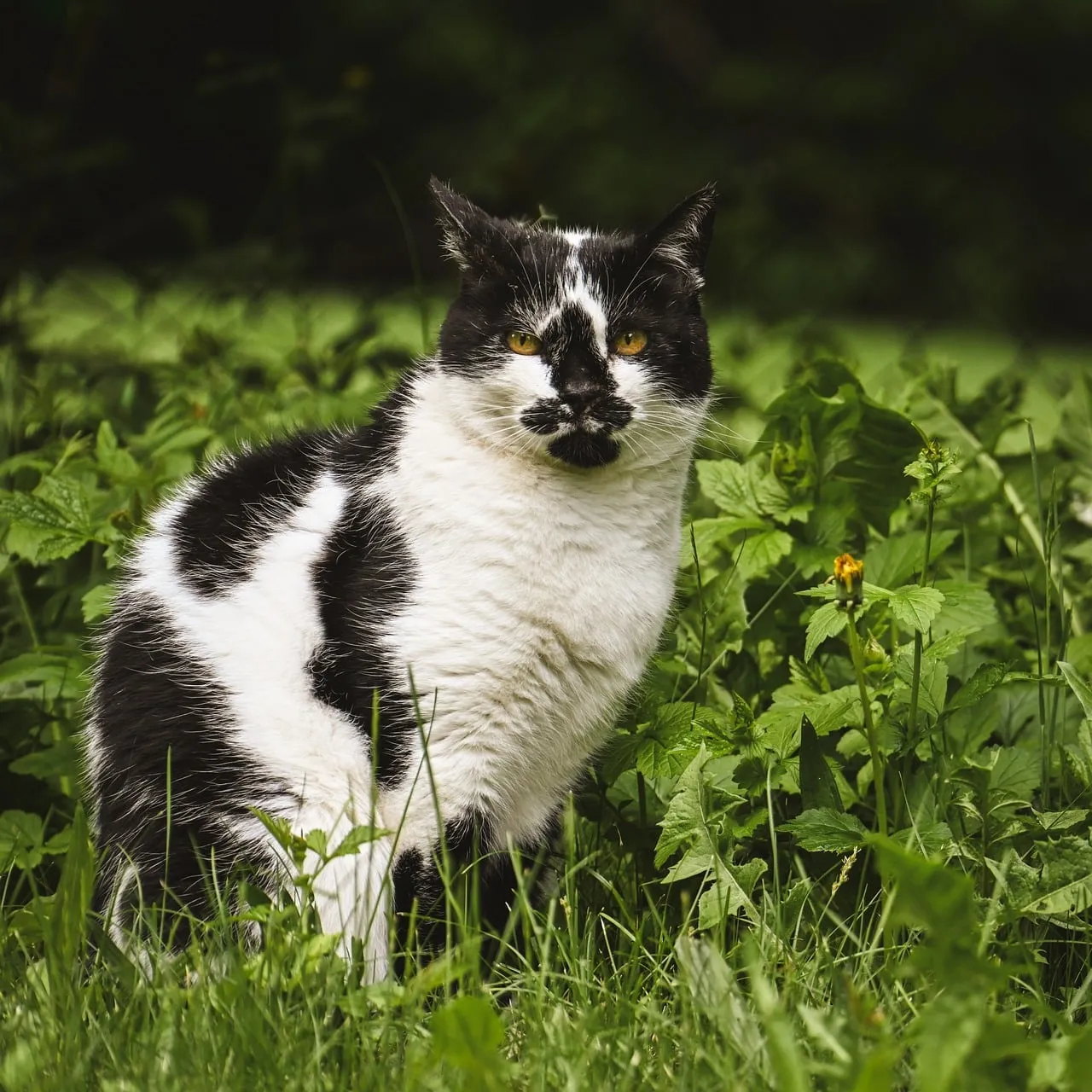 Striking Black and White Cat Portrait in Vibrant Greenery