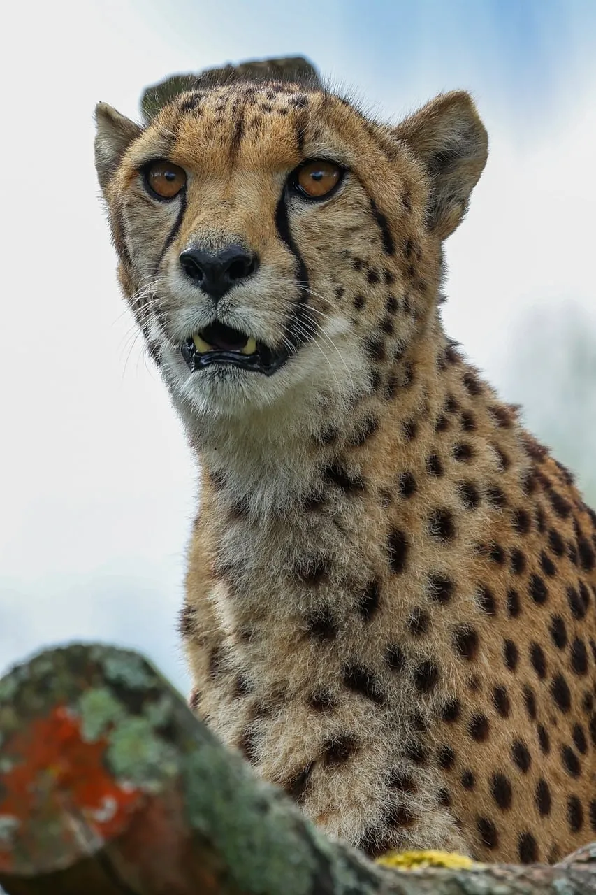 Stunning Cheetah Close-up: Apex Predator's Intense Gaze