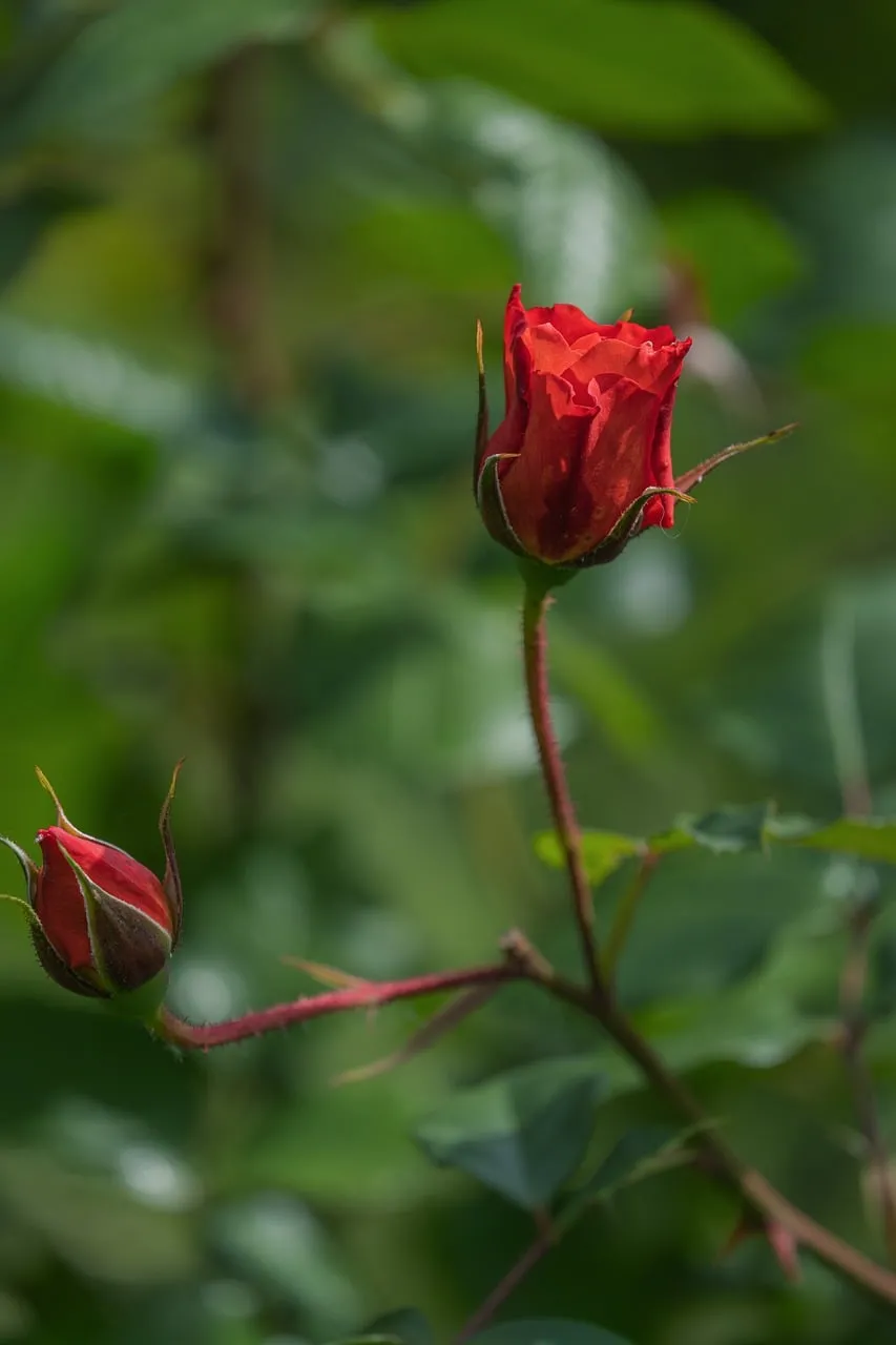 Vibrant Red Rosebuds: Spring's Romantic Promise