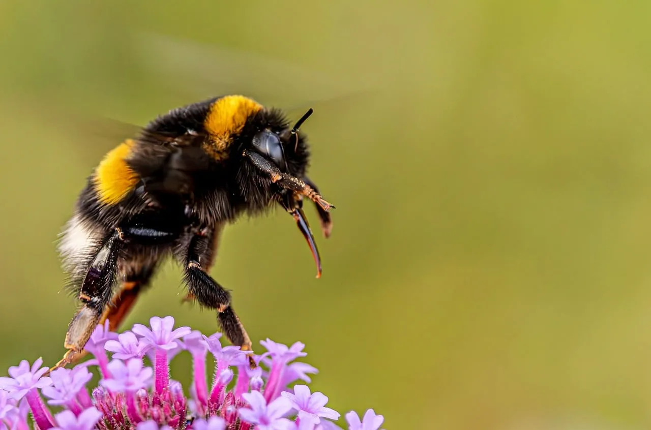 Vibrant Bumblebee on Verbena: Macro Summer Delight