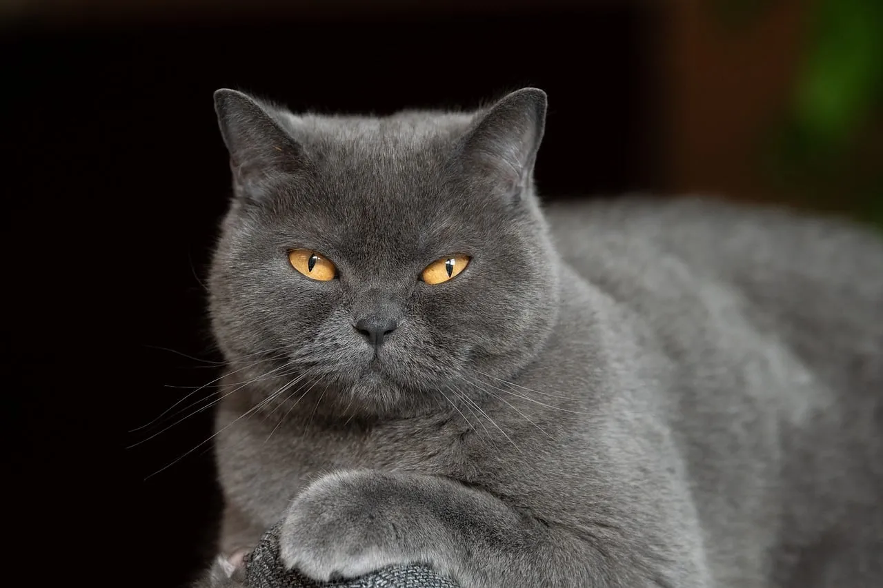 Enigmatic Gaze: British Shorthair Cat with Piercing Yellow Eyes