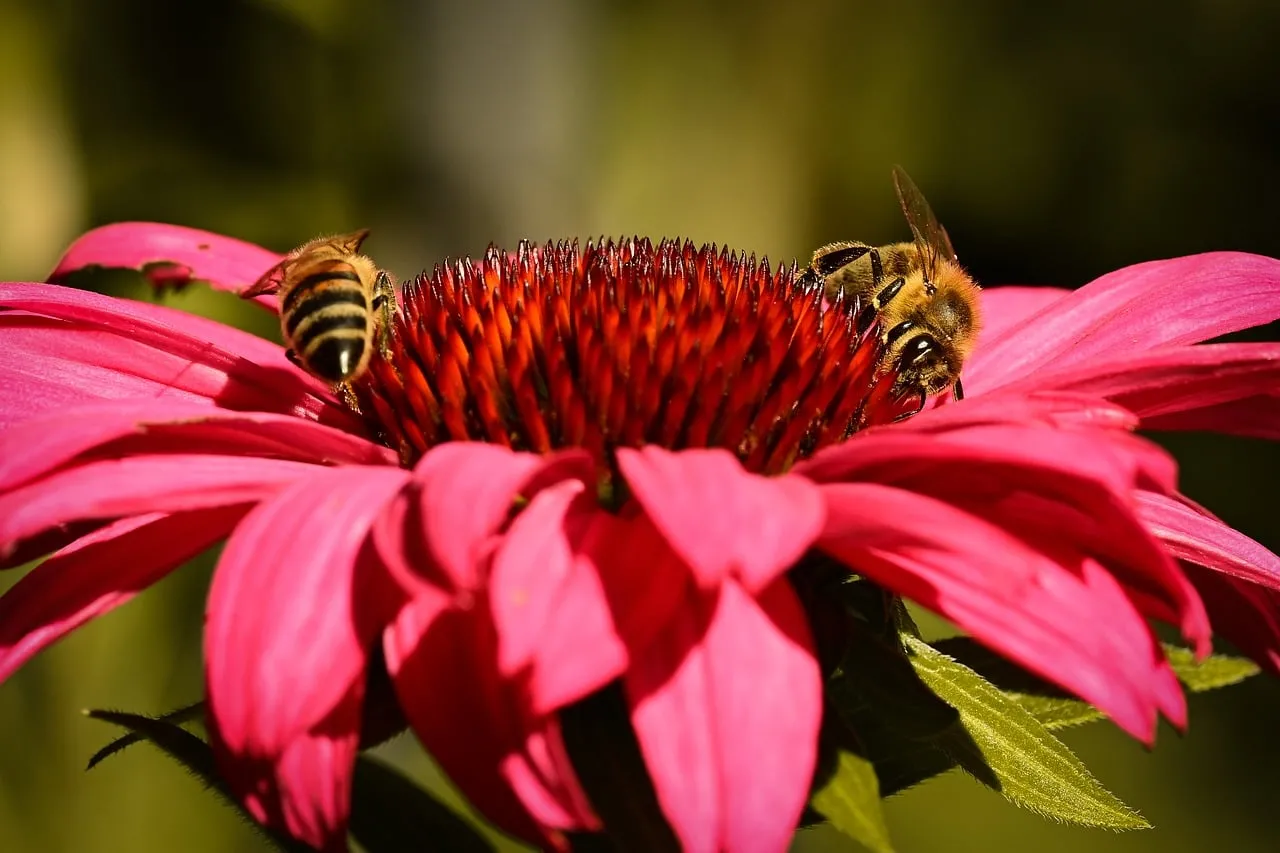 Vibrant Pollination: Bees Buzzing on a Pink Echinacea