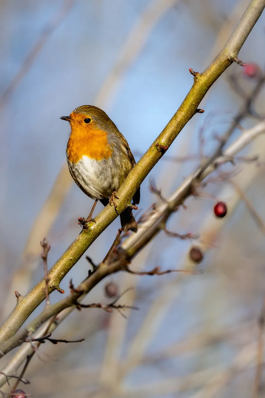 Vibrant Robin on Branch: Adorable Wildlife Wallpaper