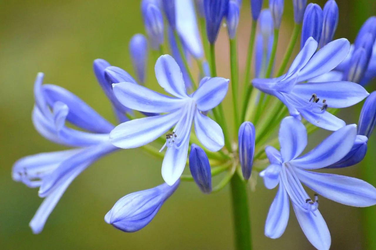 Stunning Blue Agapanthus: A Symphony of Nature's Hues