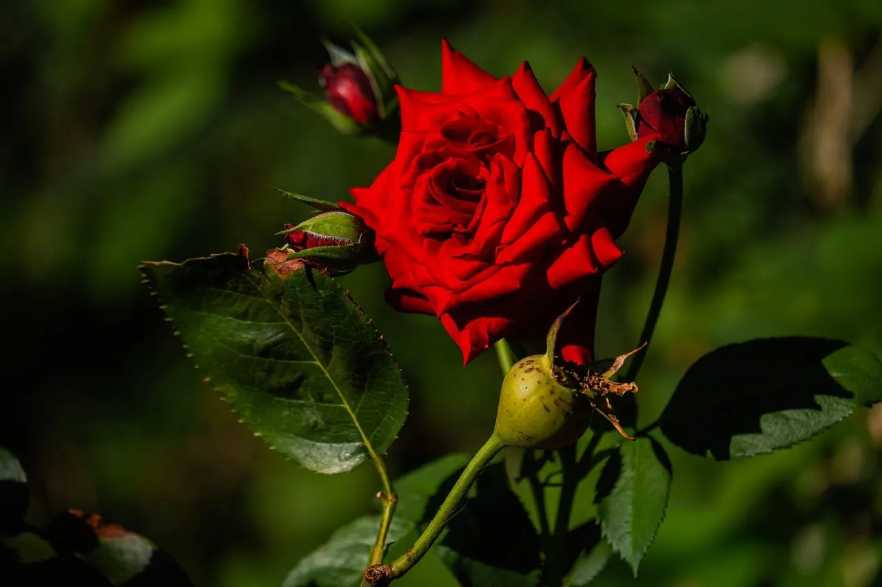 Vivid Crimson Rose: A Summer Garden's Heartbeat