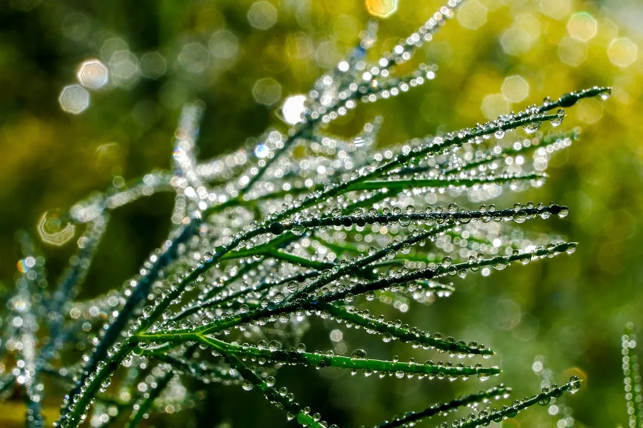Sparkling Dewdrops Adorn Lush Greenery at Sunrise