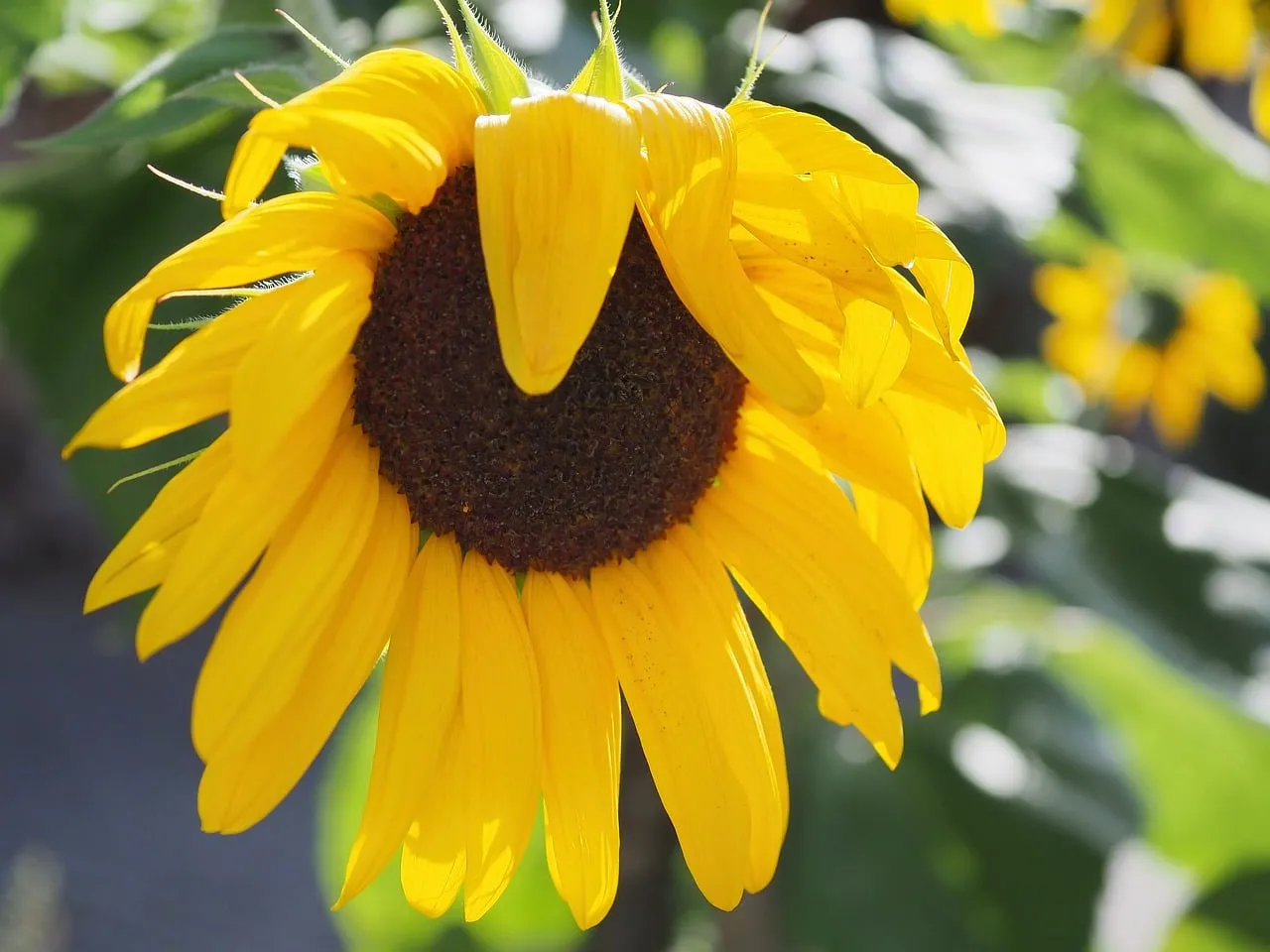 Vibrant Golden Hour Sunflower: A Summer's Last Radiance