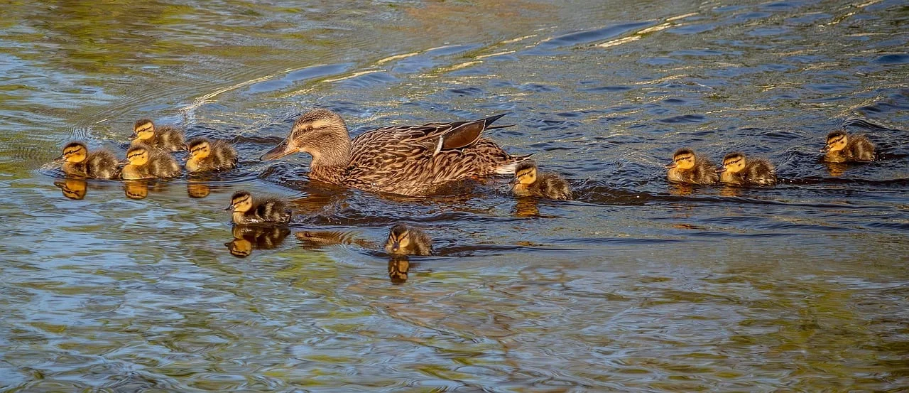Charming Mallard Duck with Adorable Ducklings Swimming in Serene Lake