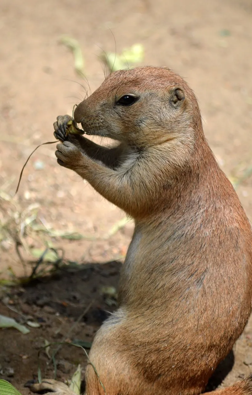 Charming Prairie Dog Enjoying a Woodland Snack