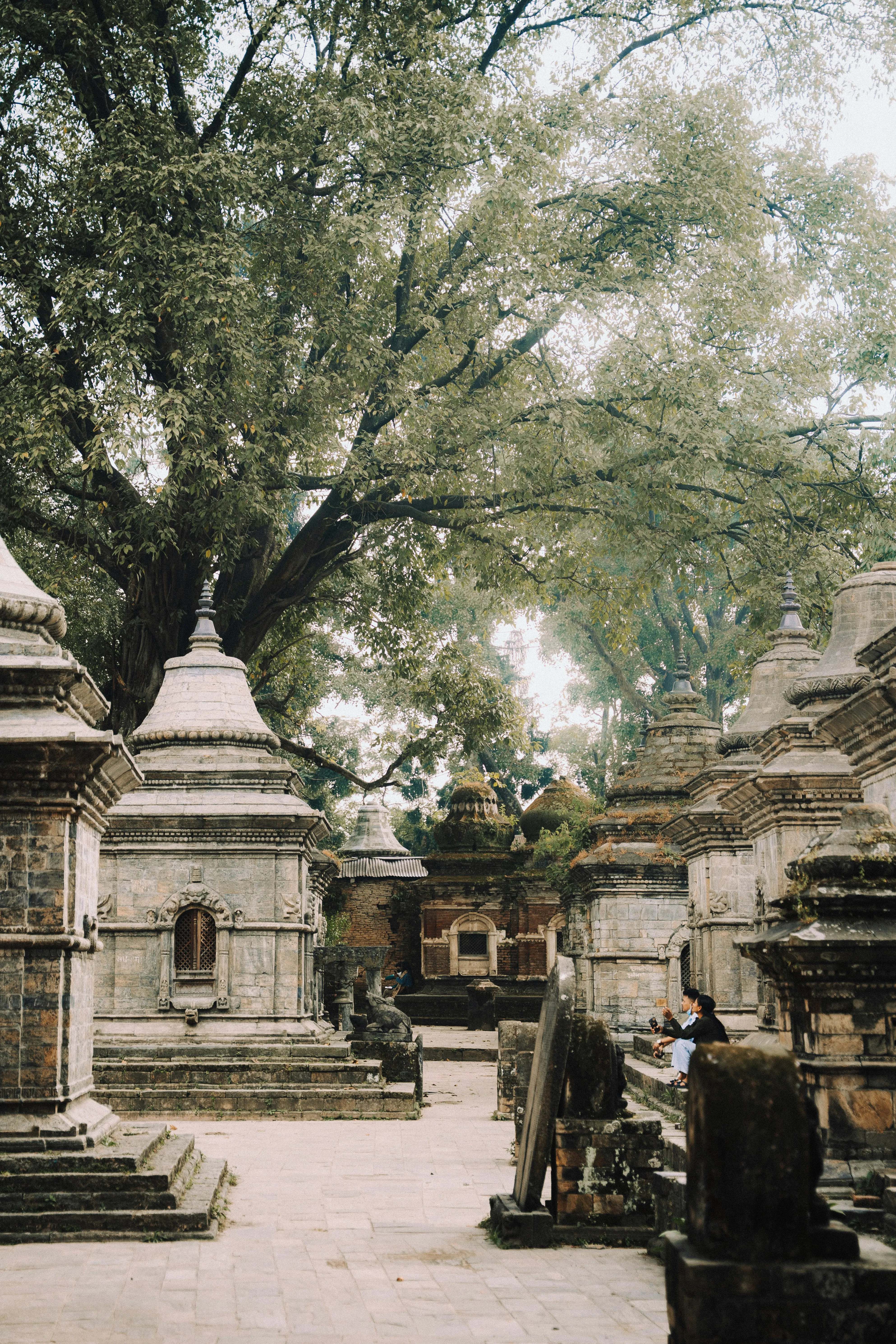 Ancient Stupas Under Majestic Tree Canopy