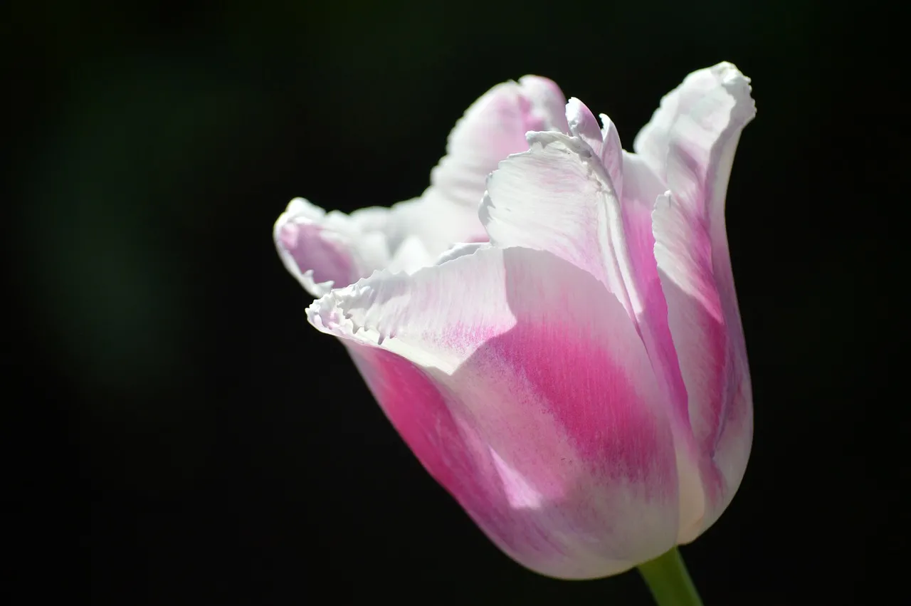 Vibrant Pink & White Tulip on Deep Black