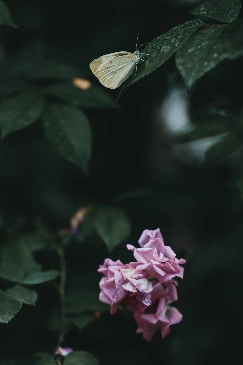 Delicate Butterfly Resting on a Leaf Above Pink Flowers