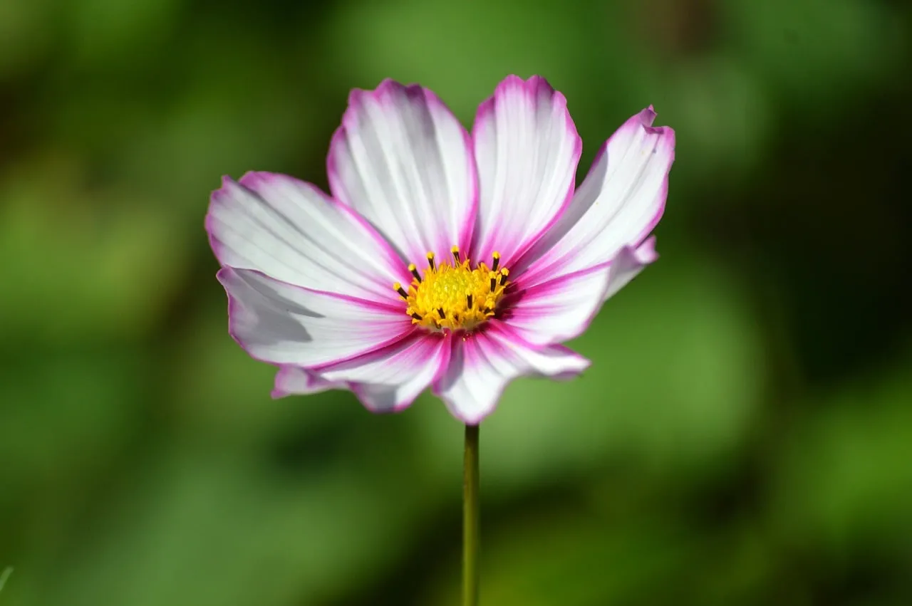 Stunning White & Pink Cosmos: A Summer Garden Jewel