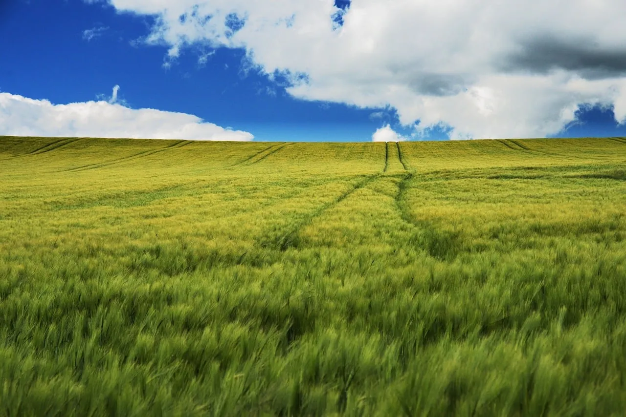 Vibrant Green Fields Under a Dynamic Sky