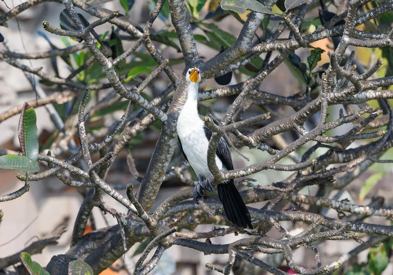 Vibrant Asian Cormorant Perched Among Tropical Foliage